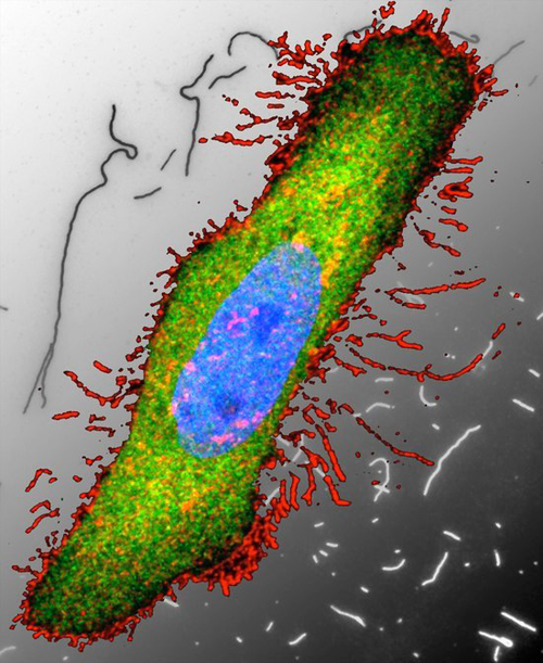 cytoskeleton and membrane biology image 1