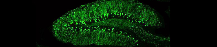 Cellular Neuroscience