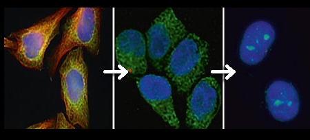 Quantitative Systems Biology