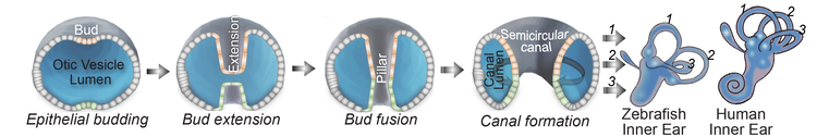 ear images munjal cellbio