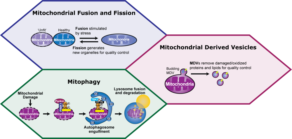 Mitocondria 