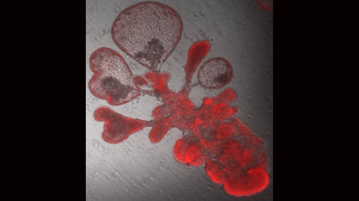 Cell Biology Mini Lung Organoids