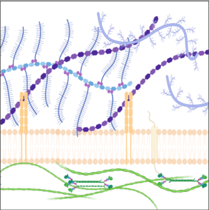 Extracellular Matrix Munjal Cell Biology