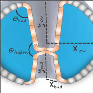 Tissue Geometry Munjal Cell Biology