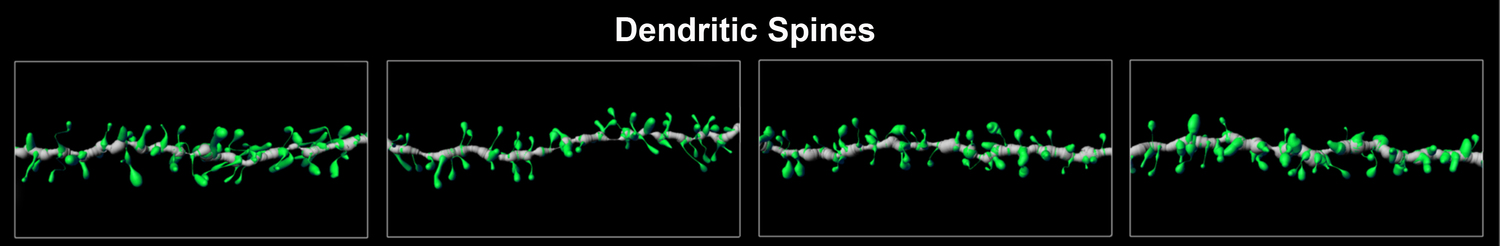 cellular neuroscience image 2