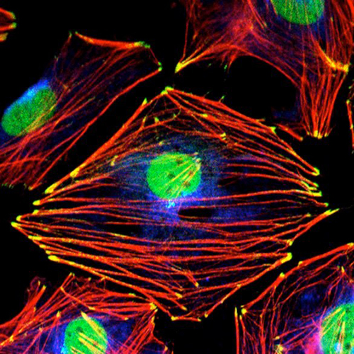 cytoskeleton and membrane biology image 2