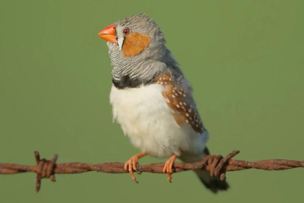 Grey, white, and orange bird sitting on barbed wire fence