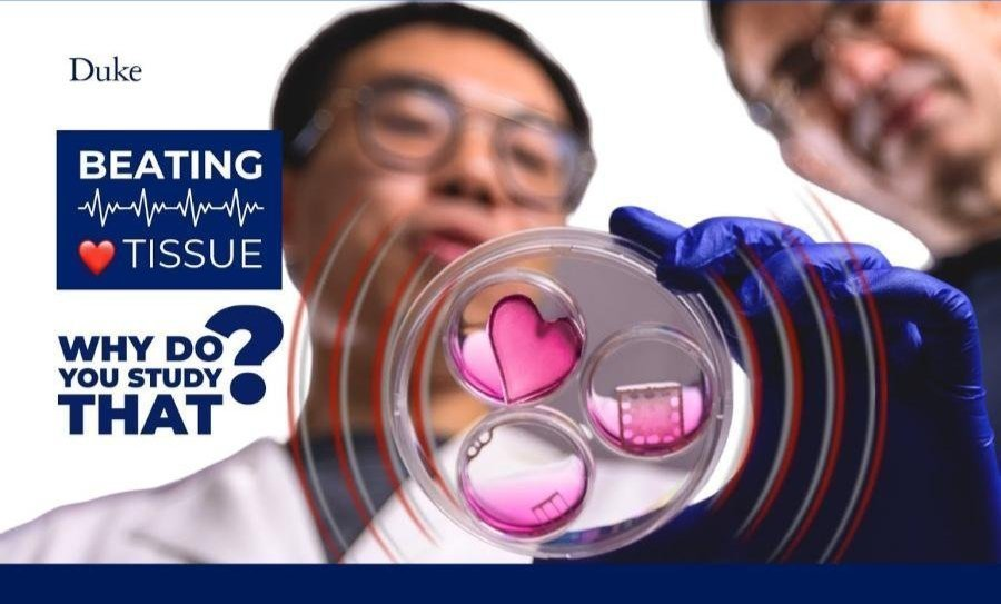 Nenad Bursac and a collaborator viewing the heart patches in a glass dish viewed from below the dish