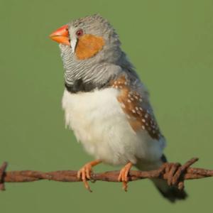 Grey, white, and orange bird sitting on barbed wire fence